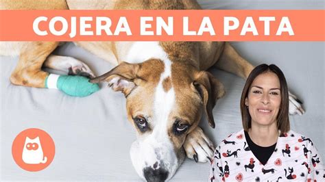 mi perro esta cojo|Qué hacer si mi perro cojea